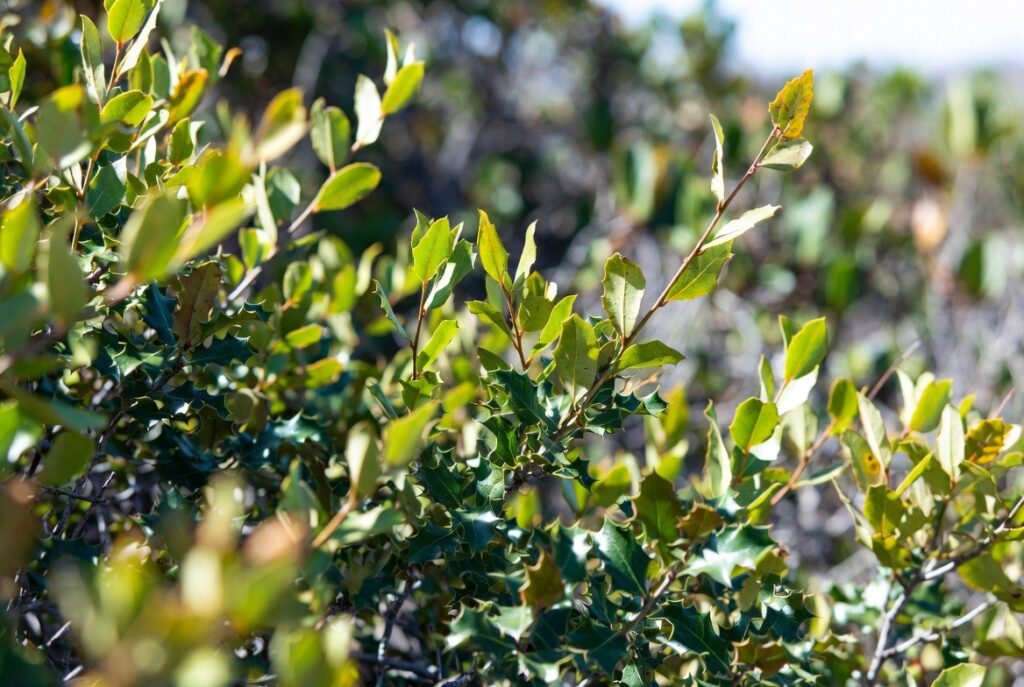 Close-up of wax myrtle and yaupon holly foliage